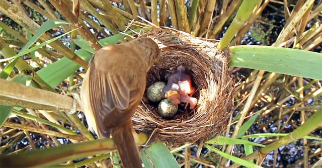 Sự Thú Vị Của Chim Tu Hú: Kẻ Săn Mồi Tinh Khôn Trong Thiên Nhiên
