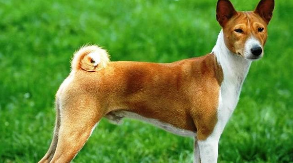 Khám Phá Các Giống Chó Nguy Hiểm Trên Toàn Thế Giới