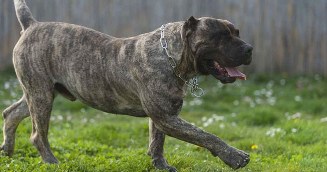 Chó Presa Canario