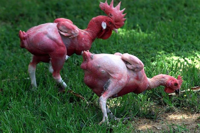 ga-khong-co-long Gà không có lông
