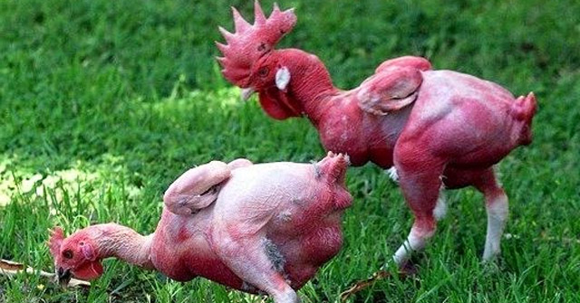 Khám Phá Giống Gà Không Lông Đặc Biệt Giữa Khí Hậu Nóng Bỏng