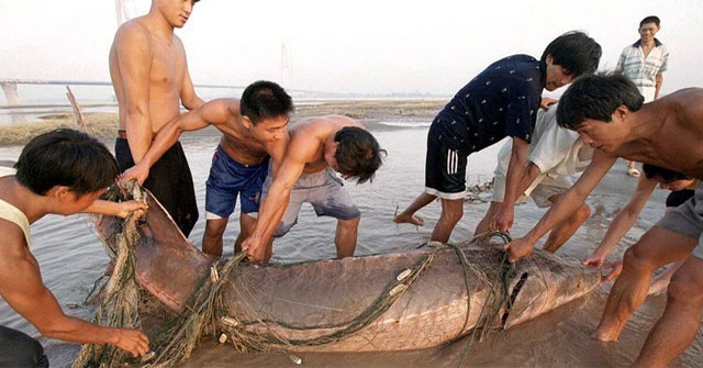 Khám Phá Kích Thước Đáng Kinh Ngạc Của Cá Trong Hồ Chứa Tam Hiệp