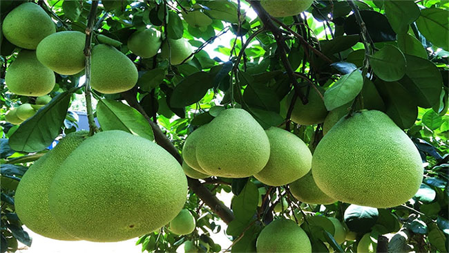 qua-buoi Cách sử dụng bưởi hiệu quả