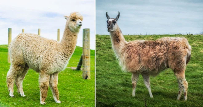 alpaca-và-llama Alpaca và Llama