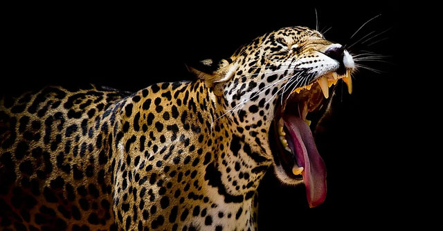 Khám Phá Các Loài Động Vật Có Lực Cắn Mạnh Nhất Trái Đất
