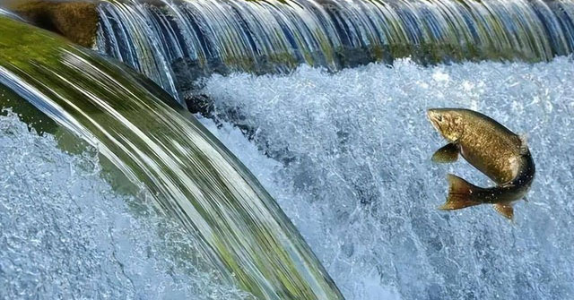 Hành Trình Di Cư Kỳ Diệu Của Cá Hồi: Khám Phá Thế Giới Động Vật