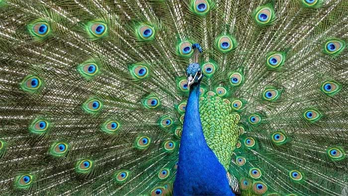 chim-cong-duc-an-do Chim công đực Ấn Độ