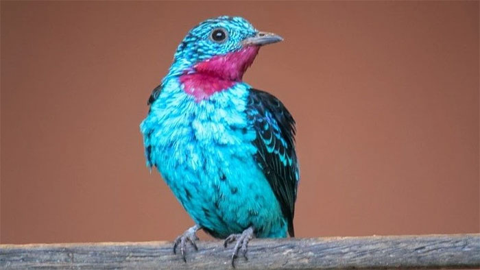 chim-cotinga-dom Chim Contiga đốm