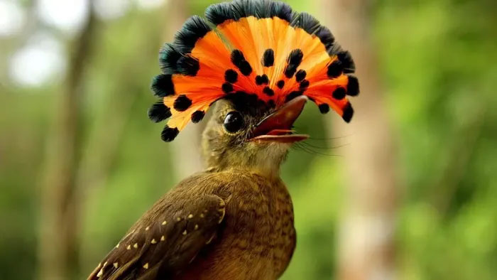 chim-dop-ruoi-hoang-gia-amazonia Chim đớp ruồi hoàng gia Amazonia