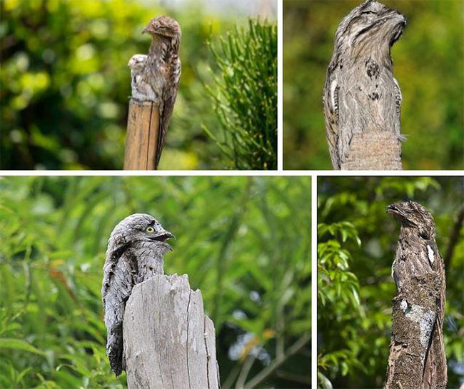 Chim Potoo với khả năng ẩn nấp tuyệt vời