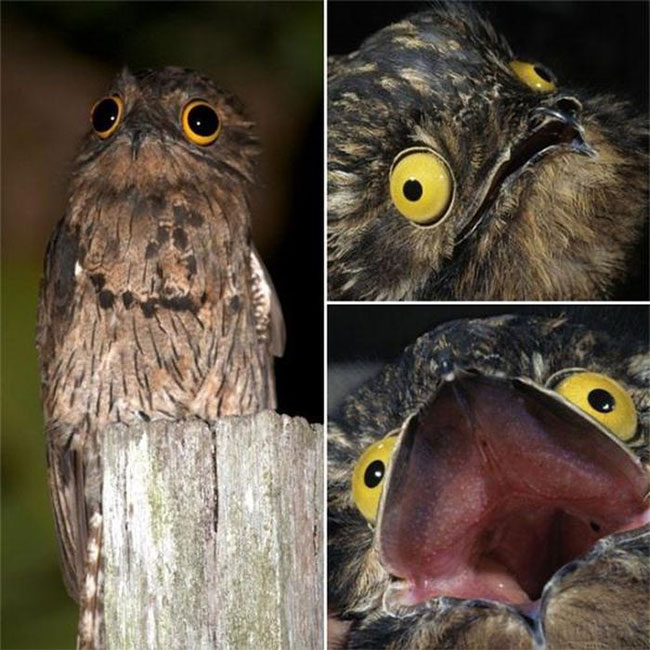 chim-potoo-1 Chim Potoo trong trạng thái tự nhiên