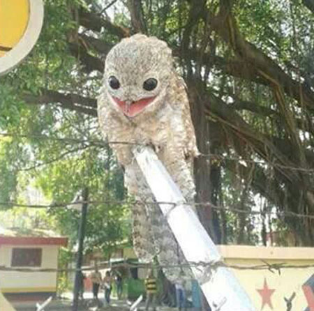 Chim Potoo với ánh nhìn kì quái Chim Potoo có thể gây ám ảnh