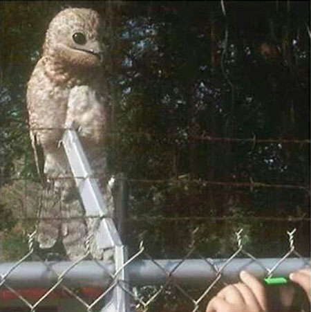Chim Potoo với đôi mắt đáng sợ Chim Potoo với ánh nhìn ám ảnh