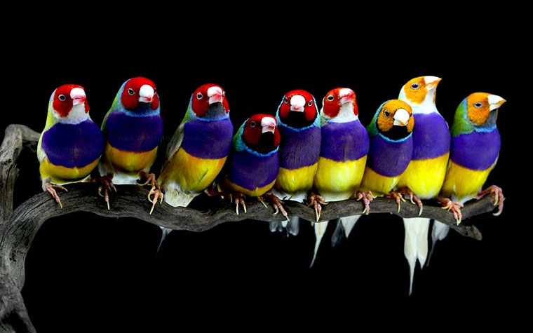 chim-se-gouldian Chim sẻ Gouldian