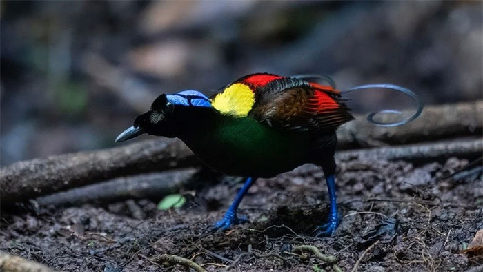 chim-thien-duong-wilson Chim thiên đường Wilson