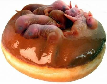 Chuột bao tử Chuột bao tử