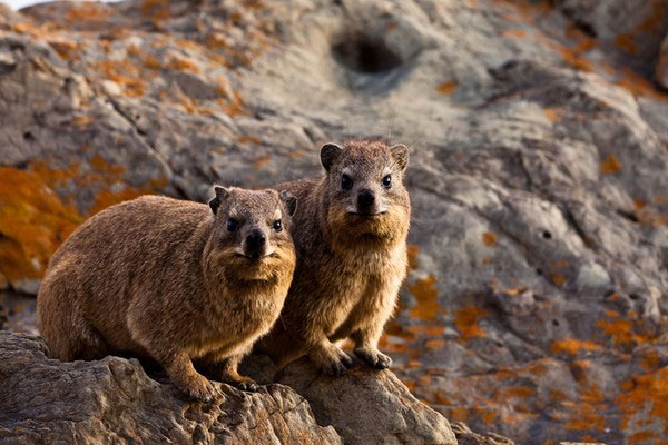 Chuột Hyrax Khám Phá Những Loài Động Vật Tạo Hương Thơm Độc Đáo Từ Thiên Nhiên