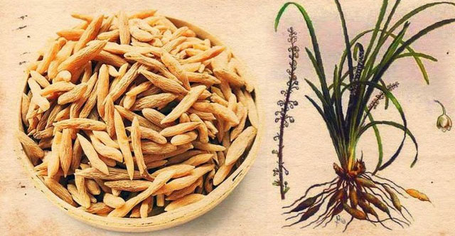 Khám Phá Mạch Môn: Siêu Thực Phẩm Tốt Cho Sức Khỏe