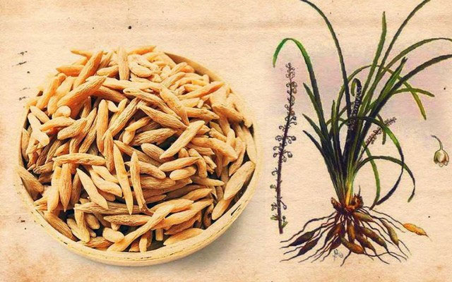 Mạch môn được trồng và thu hoạch để sử dụng trong y học
