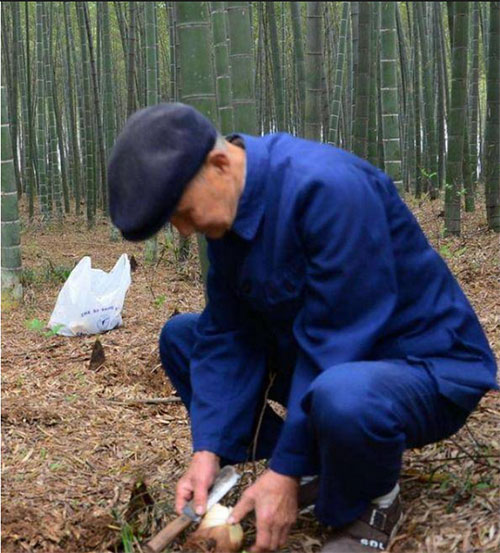 dao-mang Lão Lưu trong lúc đào măng tình cờ tìm thấy một hòn đá khác thường.