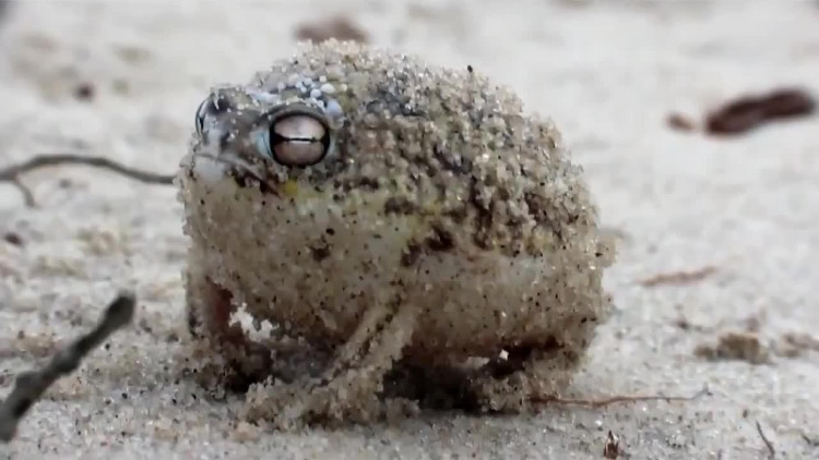 desert-rain-frog Chúng phát ra những âm thanh 'ghê rợn' đến mức bạn sẽ không thể tưởng tượng được đâu.
