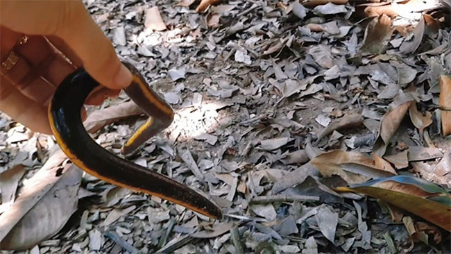 Loại ếch giun này di chuyển rất chậm và sống dưới lớp lá cây mục trong vườn.