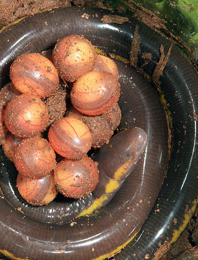 Chúng đẻ trứng gần các nguồn nước.