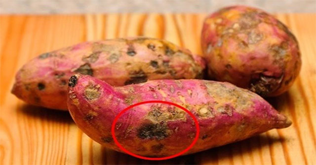 Khám Phá Nguyên Nhân Khiến Khoai Lang Bị Hỏng: Cách Nhận Biết và Giải Pháp