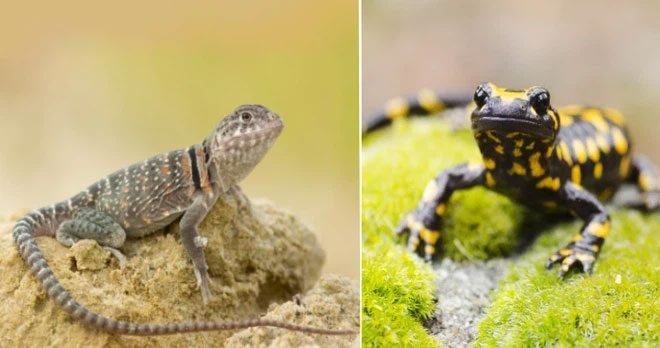 thằn-lằn-và-kỳ-nhông Thằn Lằn và Kỳ Nhông