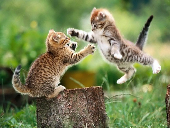 Vật nuôi cắn xé nhiều hơn Vật nuôi cắn xé nhiều hơn