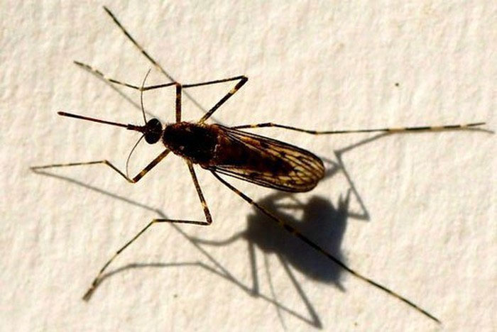 muoi-van-duc-midge Muỗi vằn đực Midge thường bị con cái 'lấn át' trong quá trình giao hợp.
