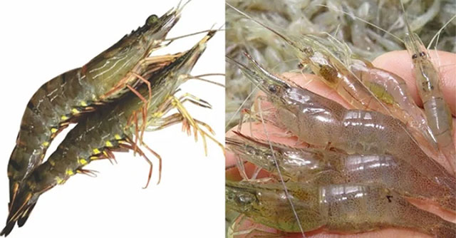 Cách Nhận Biết Sự Khác Nhau Giữa Tôm và Tép