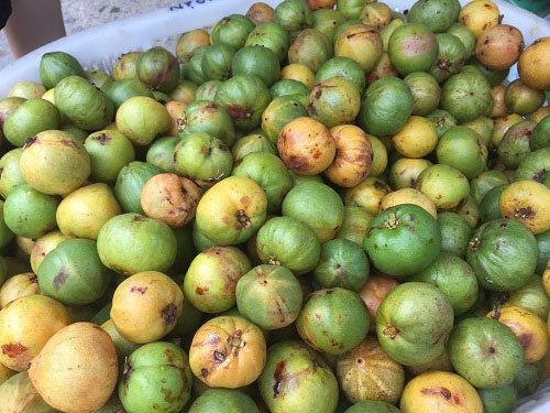 Quả bứa không chỉ là gia vị cho các bữa ăn mà còn rất tốt cho sức khỏe.