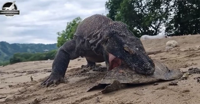 Khám Phá Sức Mạnh Chết Chóc Của Rồng Komodo Khi Săn Mồi
