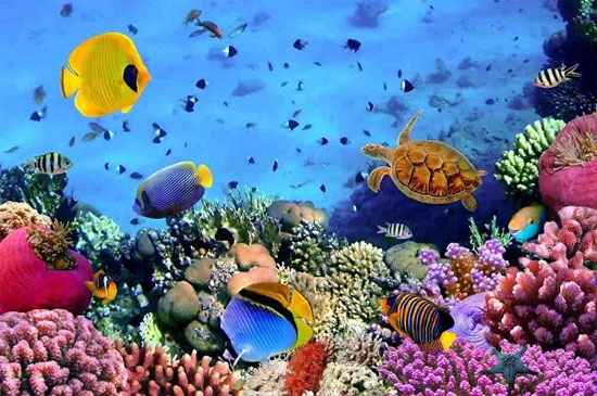 San hô giao phối nhiều hơn San hô giao phối nhiều hơn