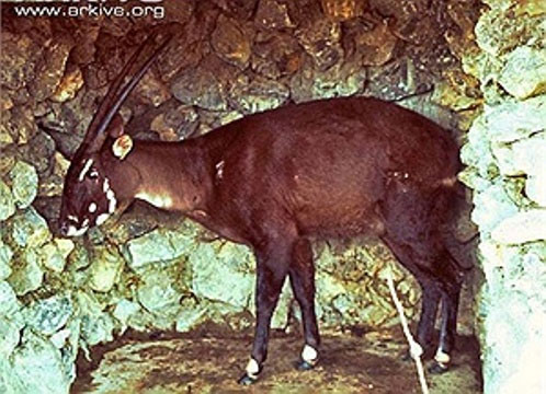 Con sao la đầu tiên được bắt giữ năm 1996 tại Lào Phát hiện sao la tại Việt Nam