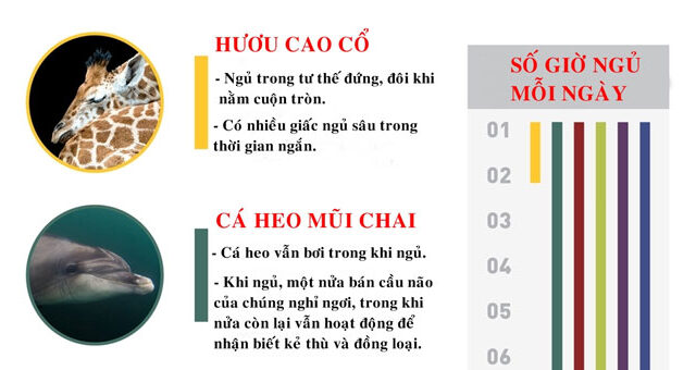 Khám Phá Thói Quen Ngủ Đặc Biệt Của Các Loài Động Vật