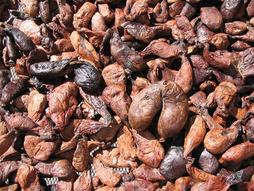 Hương hải ly (Castoreum) Khám Phá Những Loài Động Vật Tạo Hương Thơm Độc Đáo Từ Thiên Nhiên