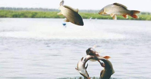 Cá nước ngọt di cư: lý do, chiến lược sống sót và hành trình trở về khi sông chảy ra biển