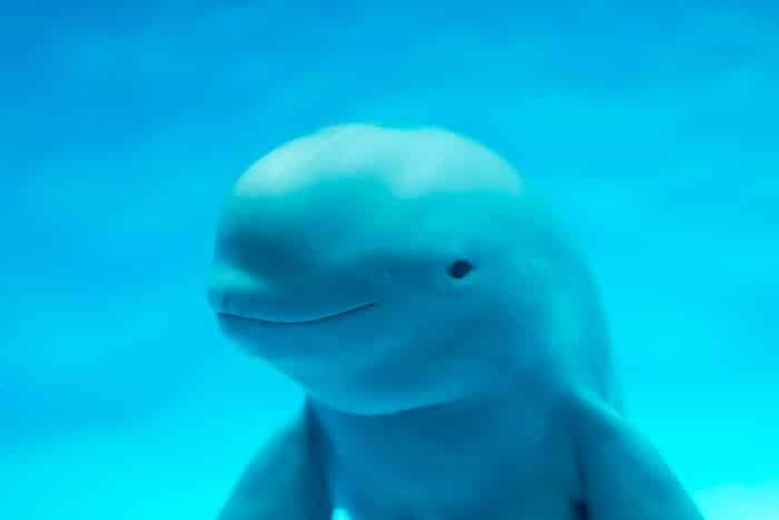 ca-heo-chuot-vaquita Cá heo chuột Vaquita