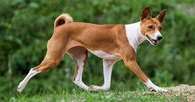 Khám Phá Chó Basenji: Giống Chó Không Sủa Đầy Bí Ẩn