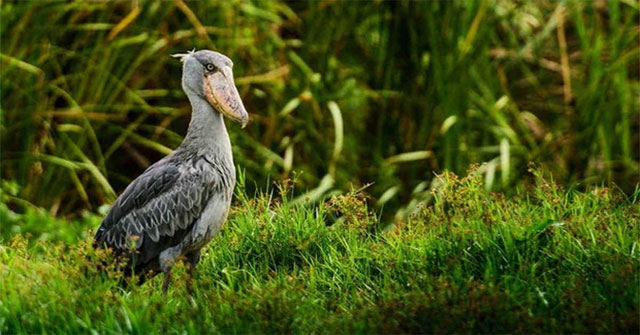 Cò mỏ giày: Kẻ thợ săn im lặng của đầm lầy châu Phi