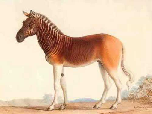 Ngựa Vằn Quagga Những động vật tuyệt chủng cổ đại