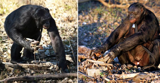 Kanzi — Bonobo có khả năng giao tiếp và kỹ năng sinh tồn khiến các nhà khoa học chú ý